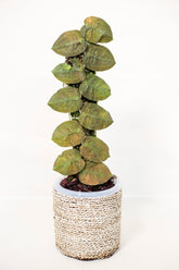 Pothos pugnax